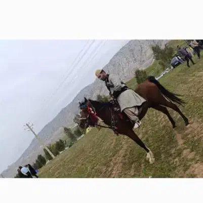 اسب خالص ایرانی|اسب و تجهیزات اسب‌سواری|تهران, دکتر هوشیار|دیوار