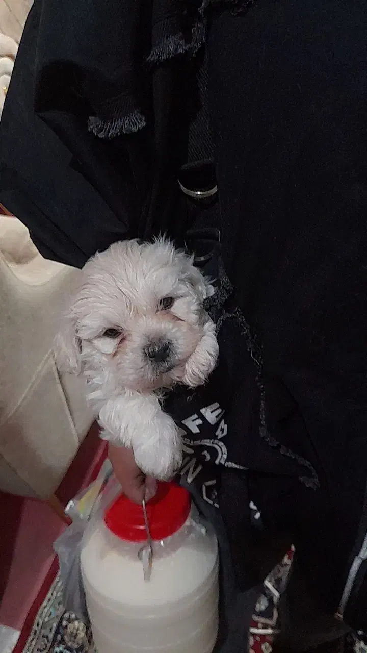 سگ  تریر|سگ|تبریز, |دیوار