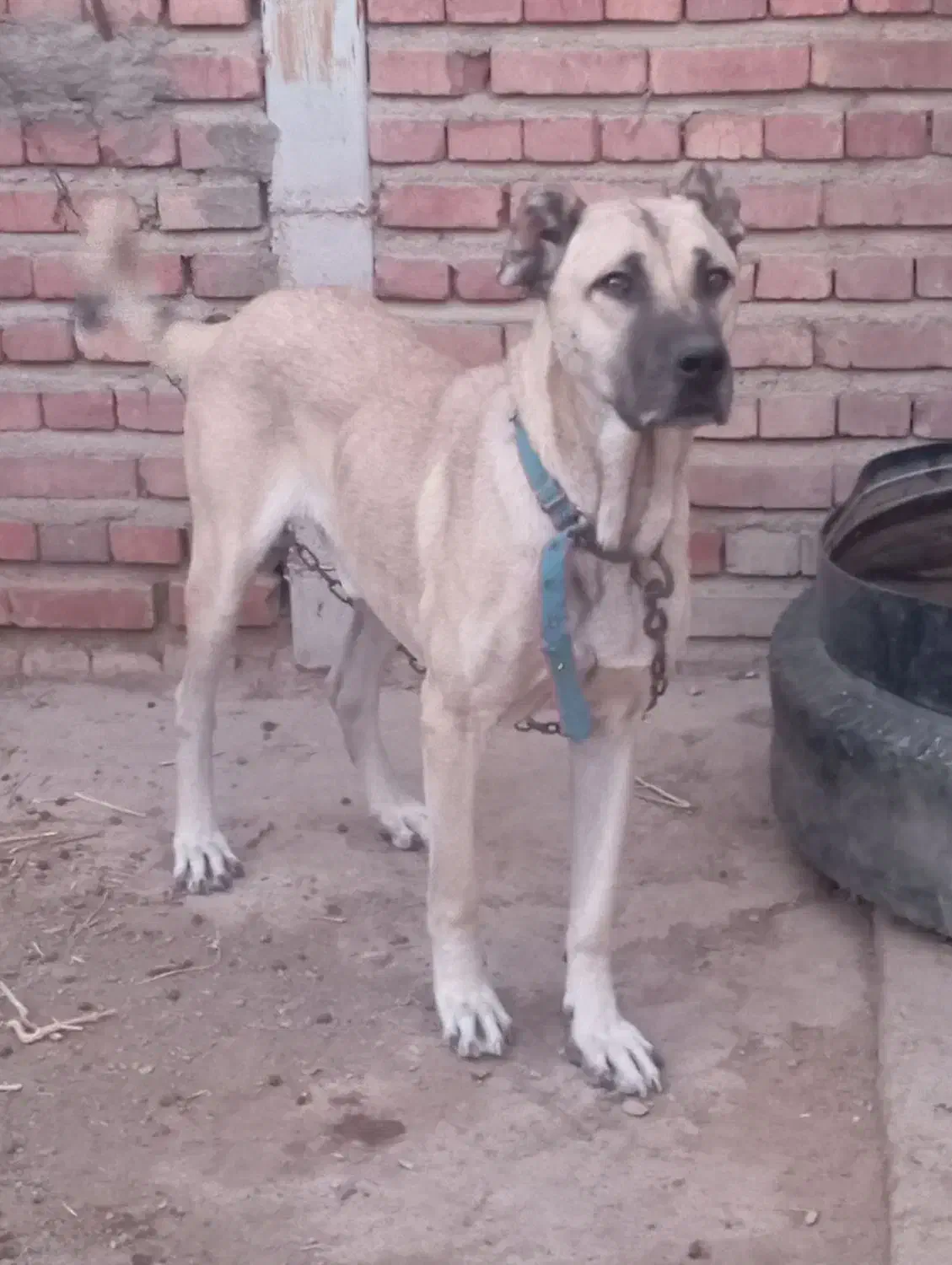 سگ نر گله ای و نگهبان|سگ|آذرشهر, |دیوار