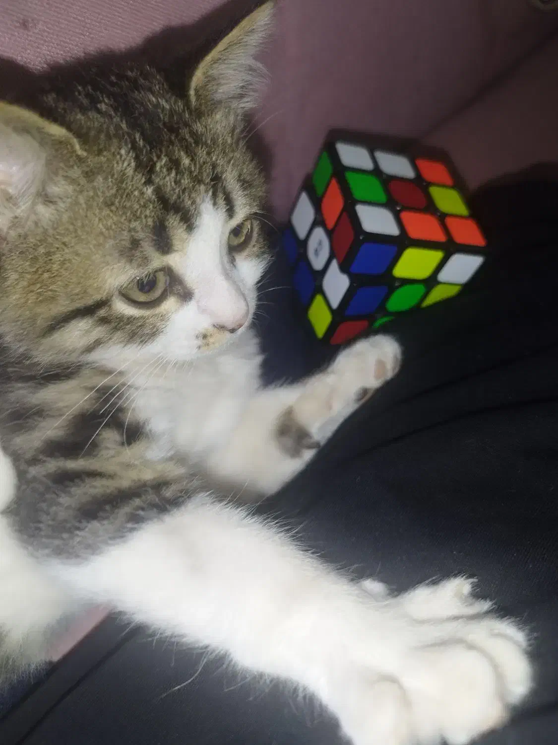 واگذاری رایگان گربه خانگی|گربه|کرمان, |دیوار