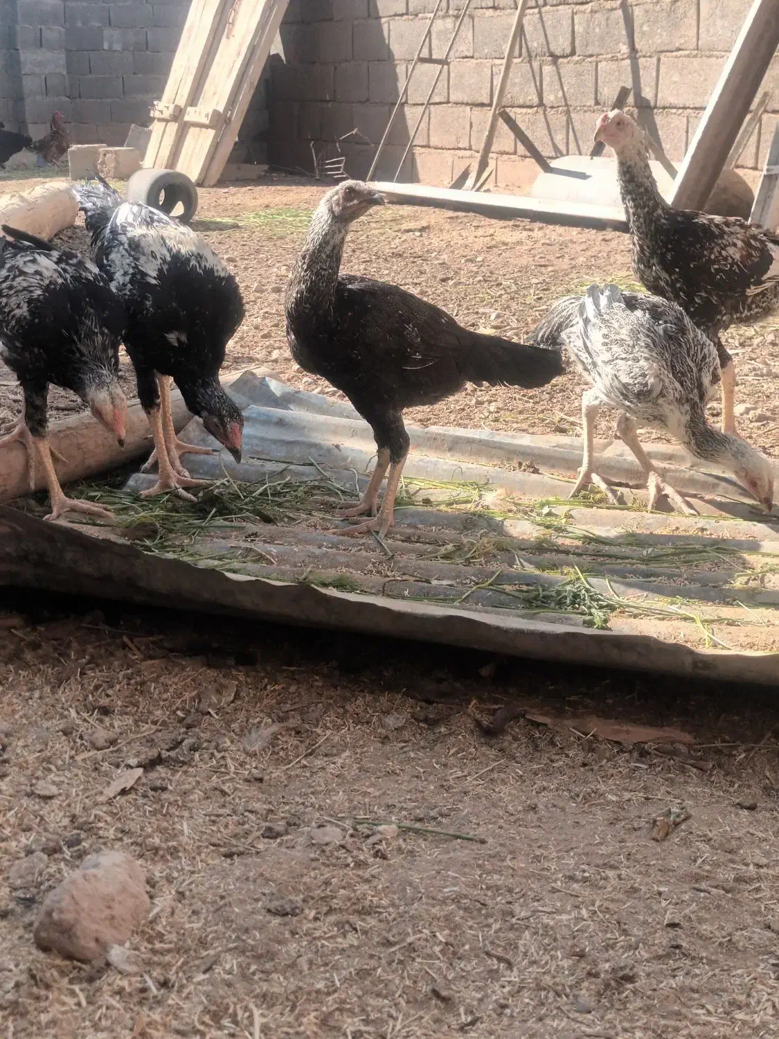 خروس لاری|حیوانات مزرعه|اسفراین, |دیوار