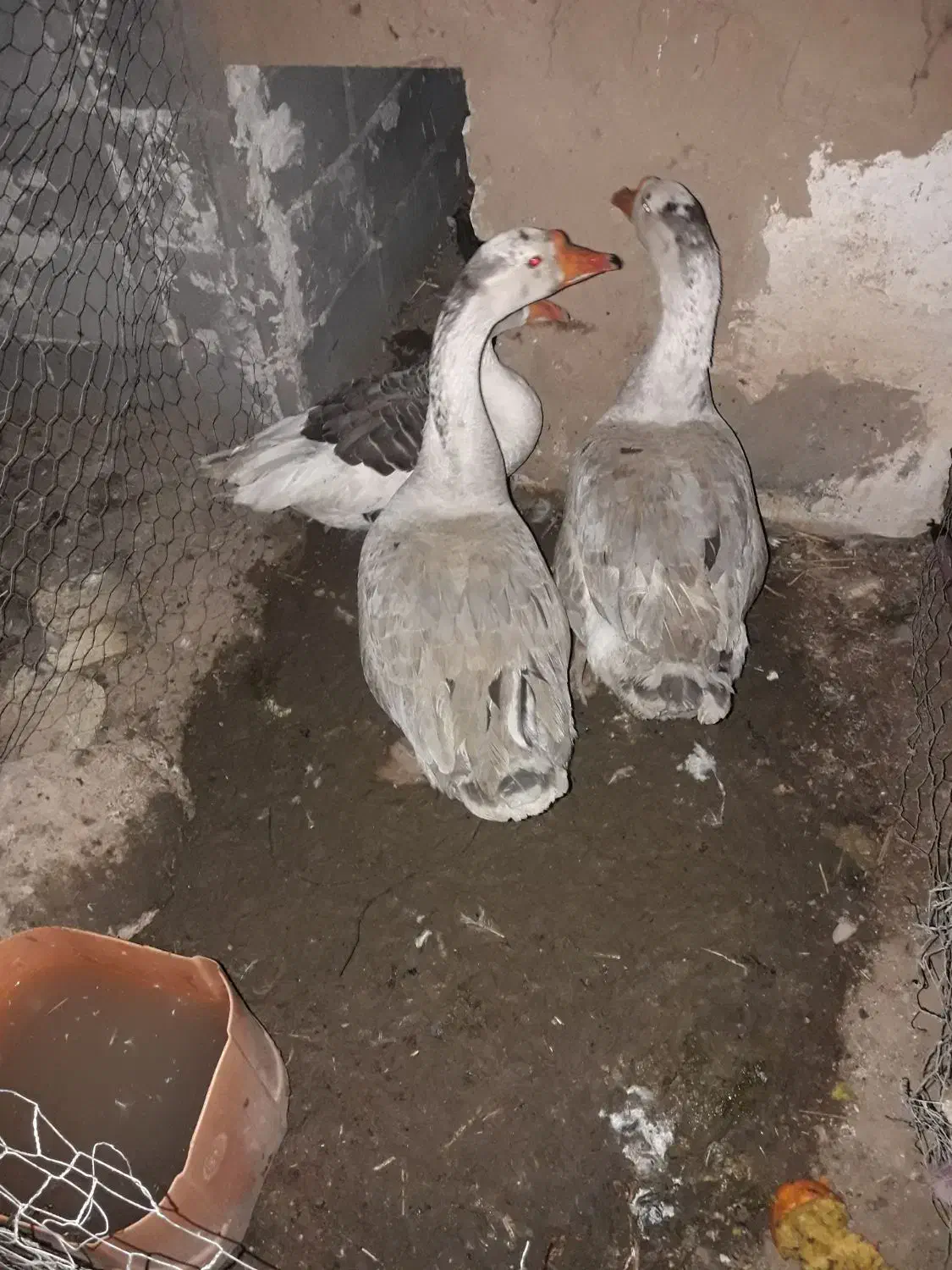 قو غاز نر|حیوانات مزرعه|تاکستان, |دیوار