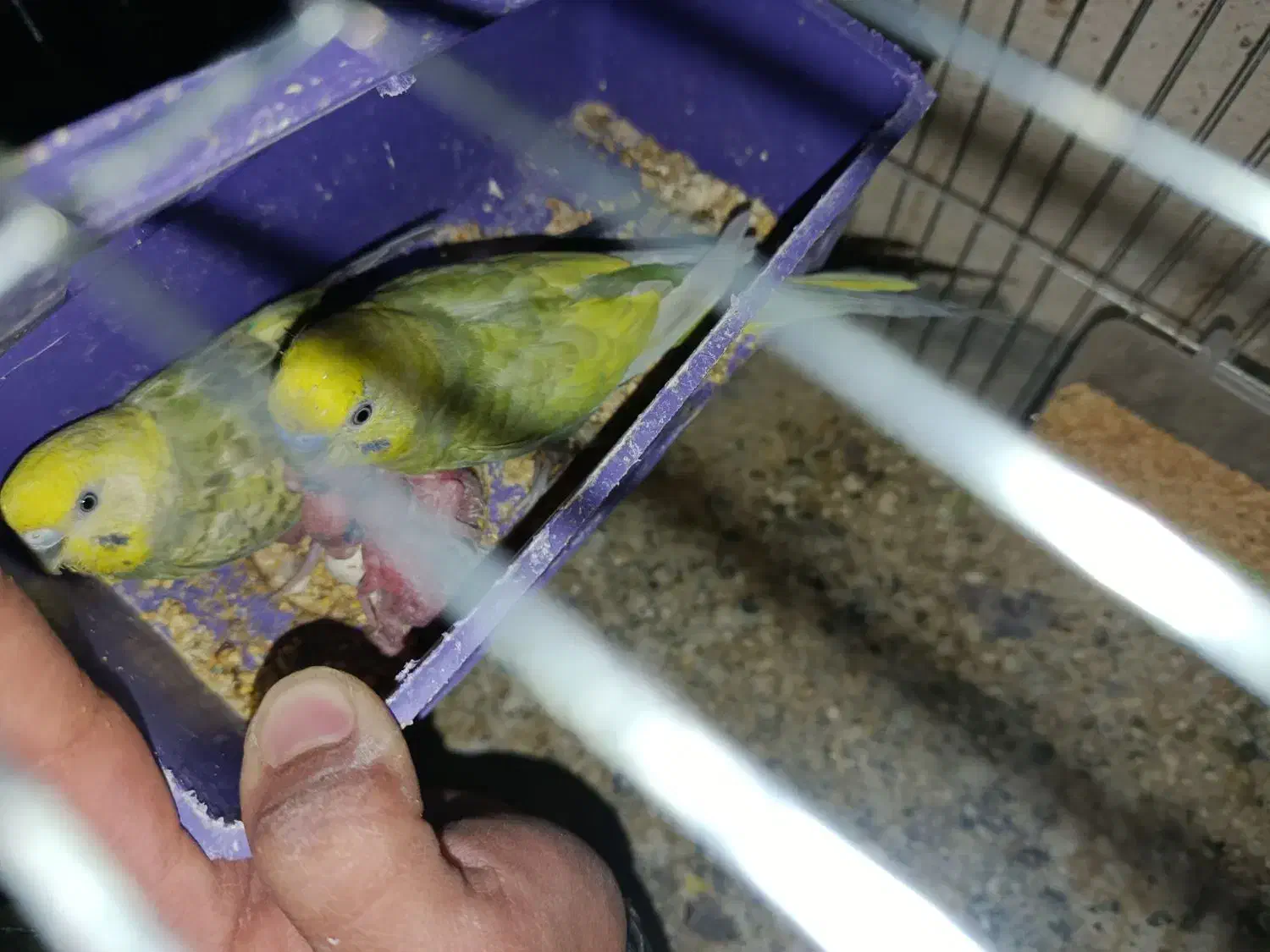 مرغ عشق مولد به همراه 4 جوجه فقط 650|پرنده|رودهن, |دیوار