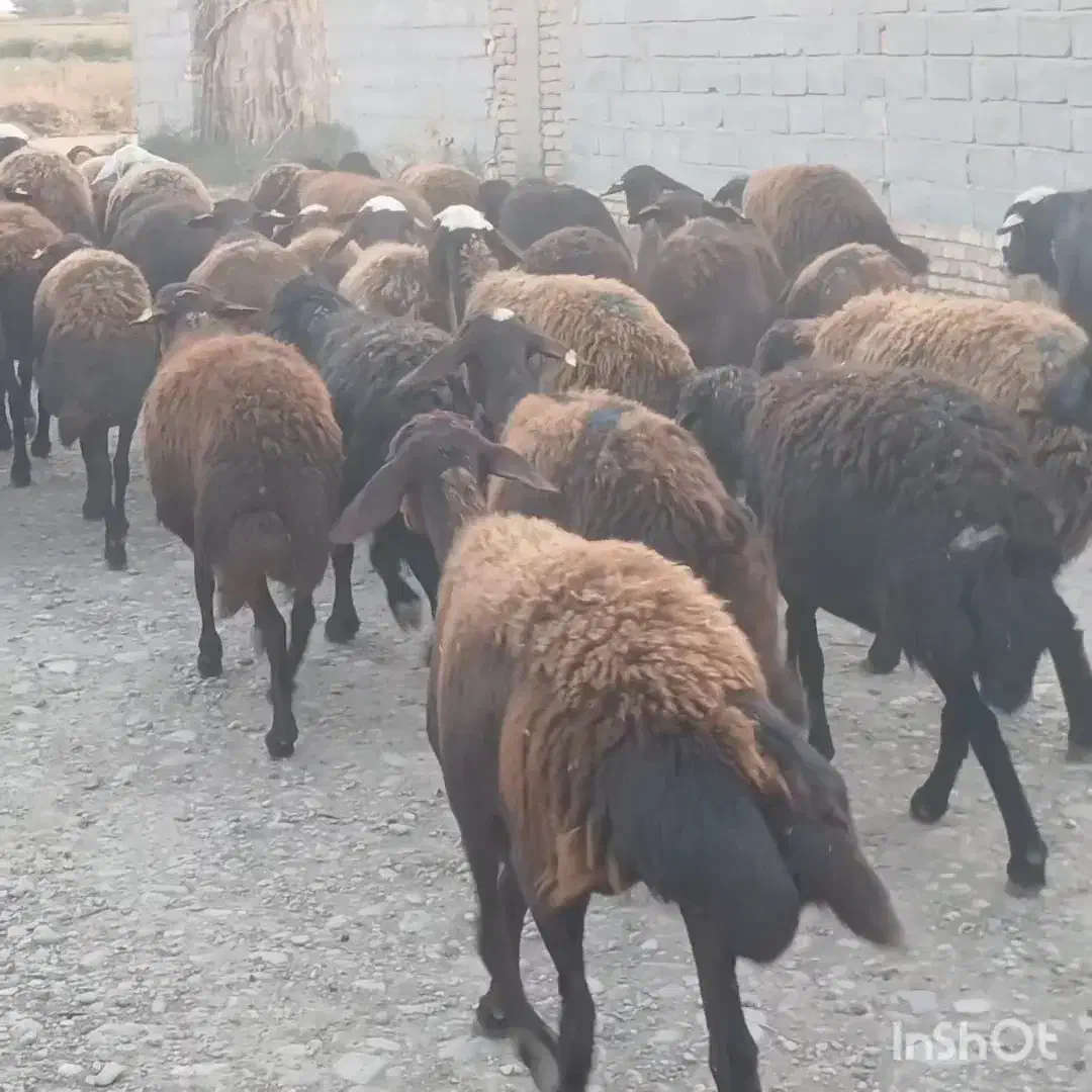 ۳۷ راس گوسفند آبستن جوان سنو شده تضمین|حیوانات مزرعه|گنبد کاووس, |دیوار