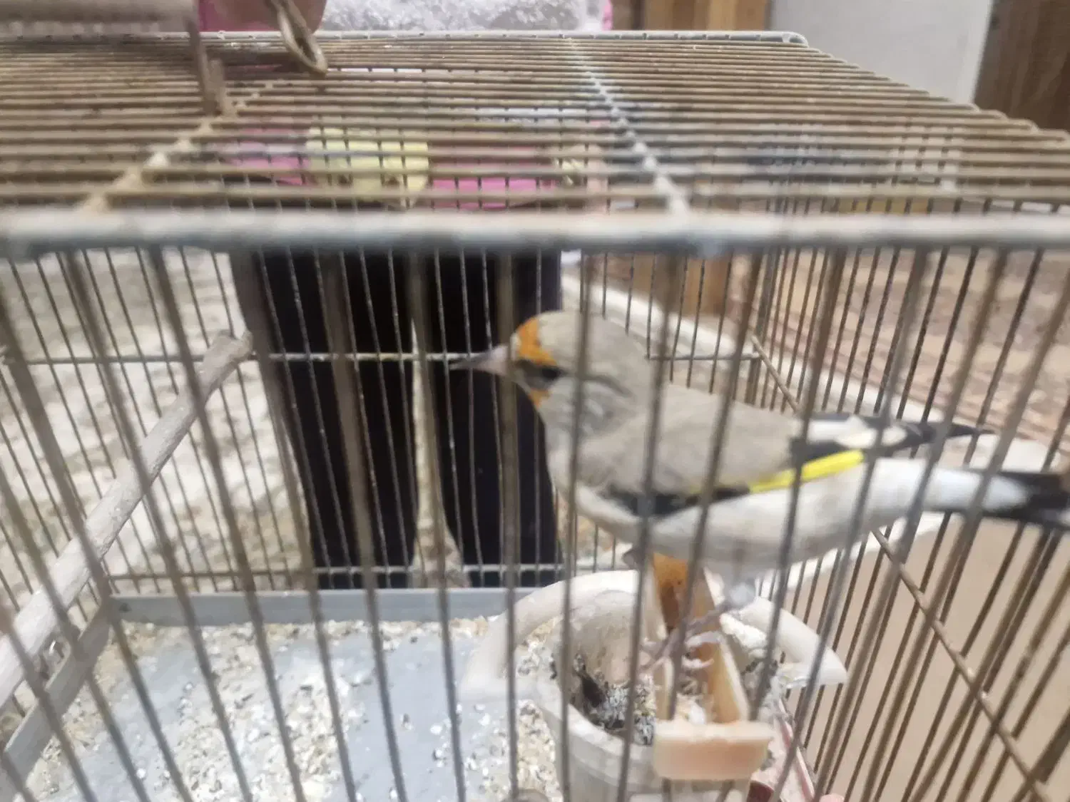 سهره کرمانی ماده آماده|پرنده|برخوار, |دیوار