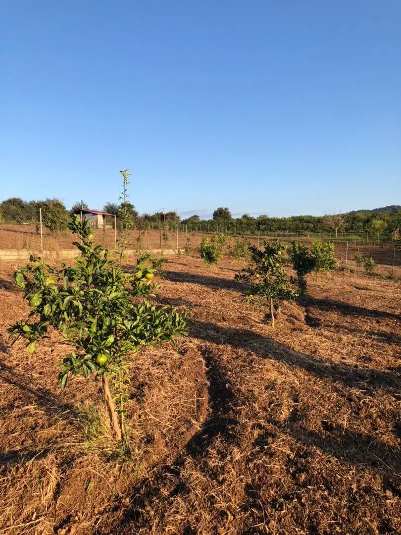 فروش باغ مرکبات|فروش زمین و ملک کلنگی|قائمشهر, |دیوار