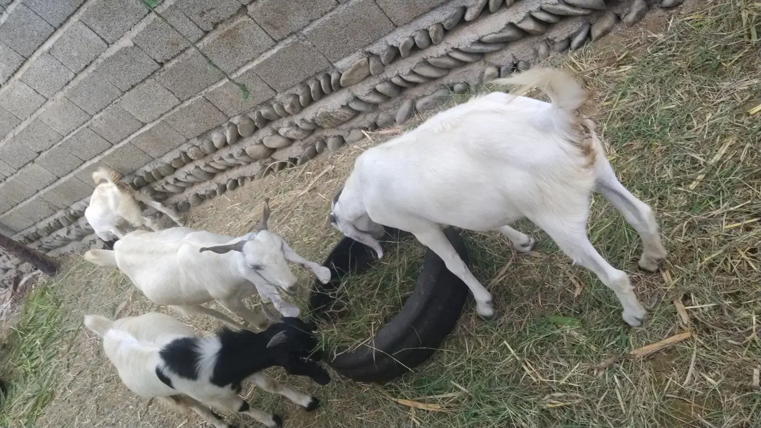 فروش چند راس بز ماده|حیوانات مزرعه|قصرقند, |دیوار