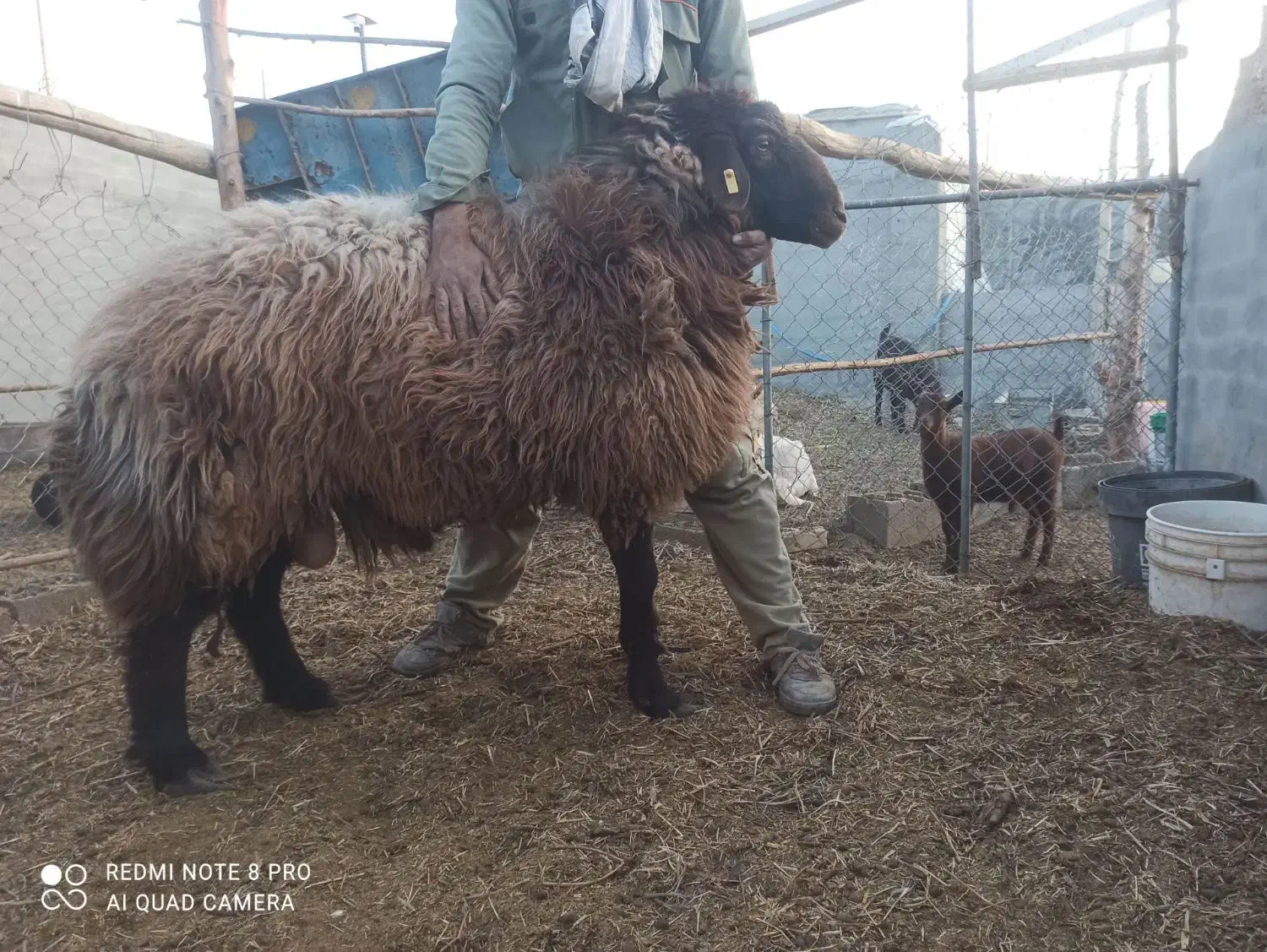 قوچ ۲ ساله|حیوانات مزرعه|ورزنه, |دیوار