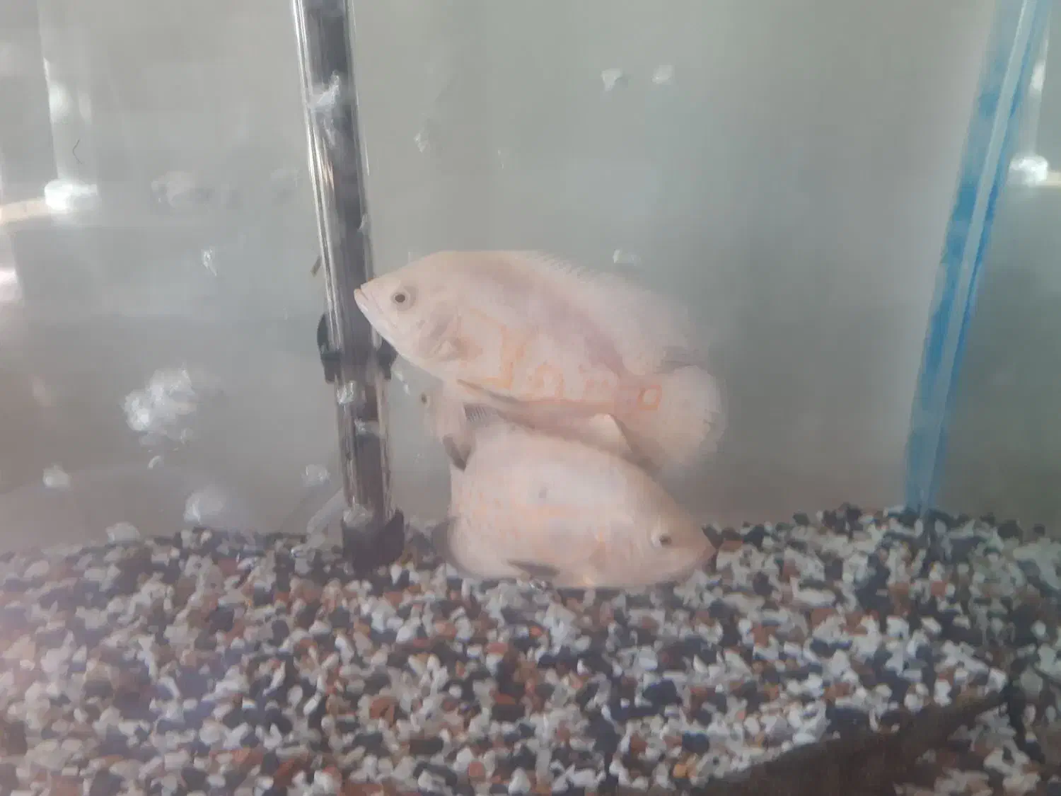 ماهی اسکار سفید|ماهی|گرگان, |دیوار