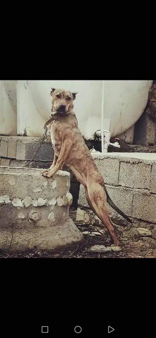 گمشده|سگ|سنندج, |دیوار