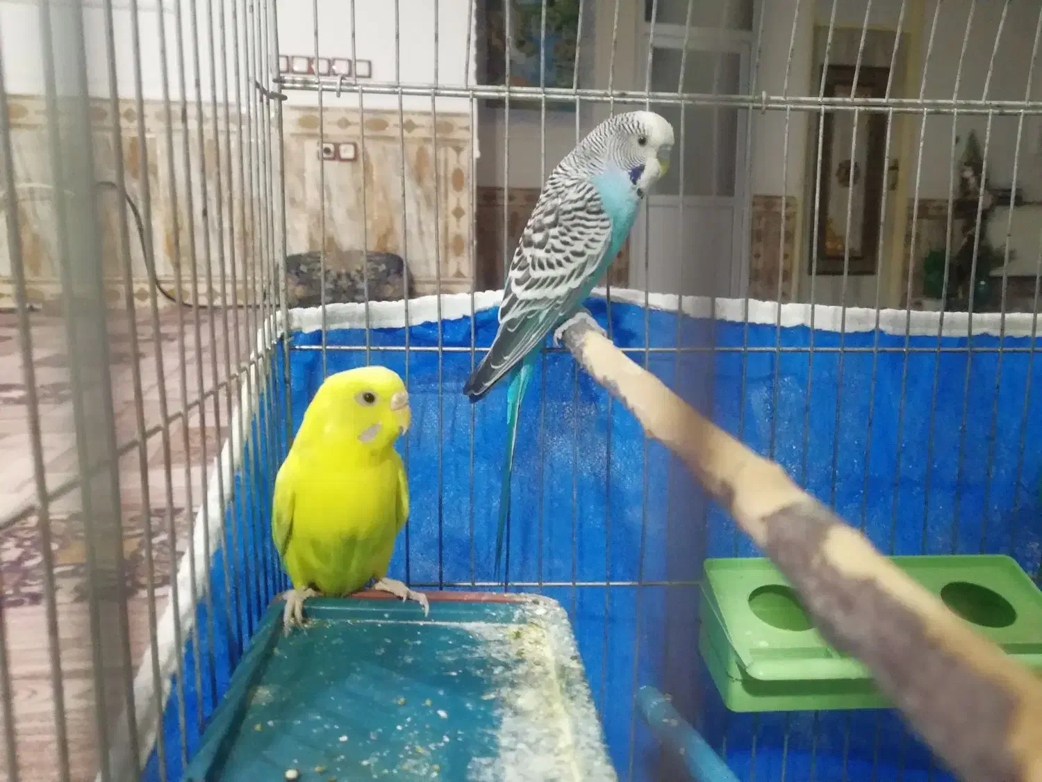 مرغ عشق|پرنده|یاسوج, |دیوار