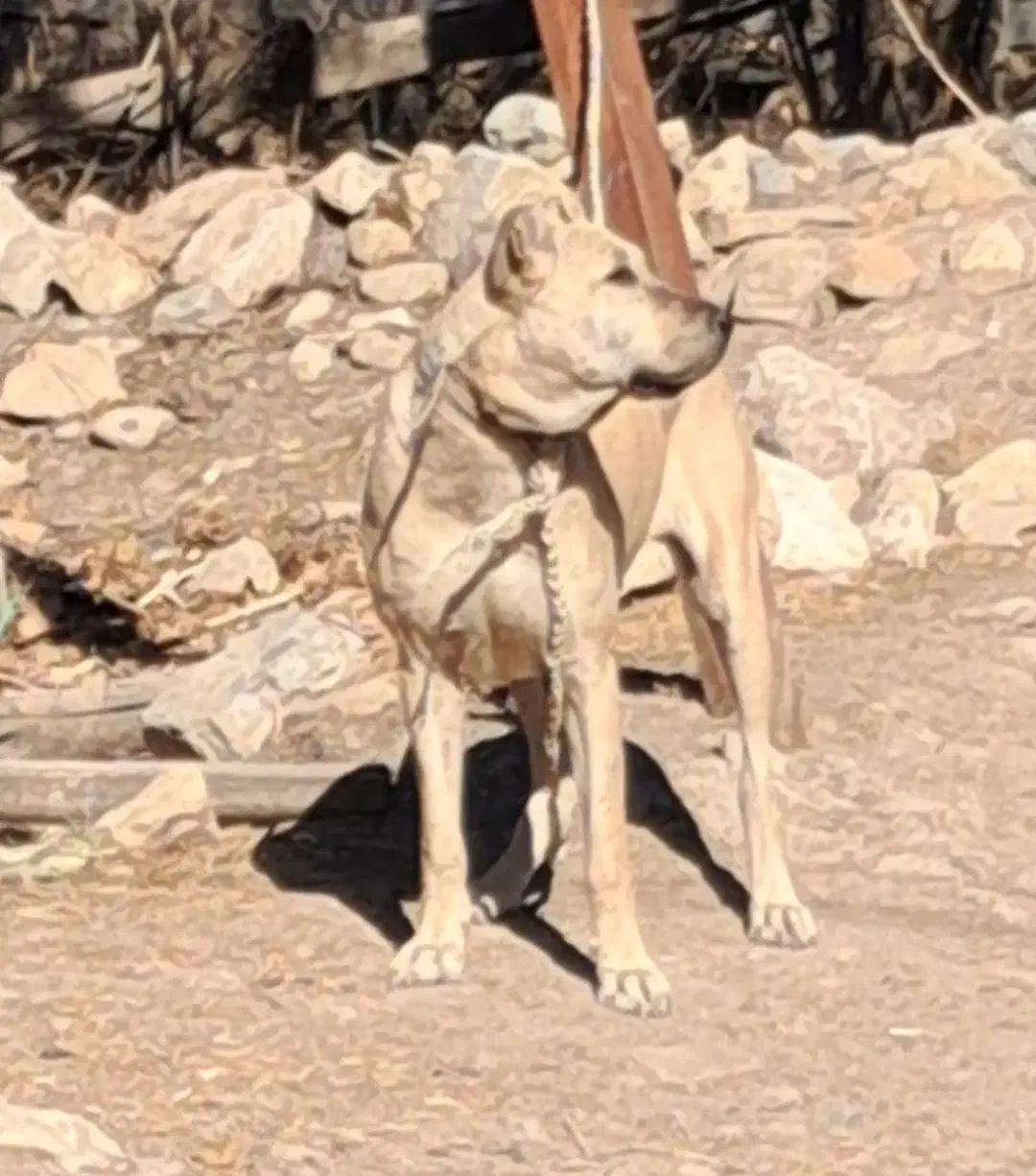 واگذاری ماده سرابی درج یک قد ۸۰ دوساله|سگ|اردبیل, |دیوار