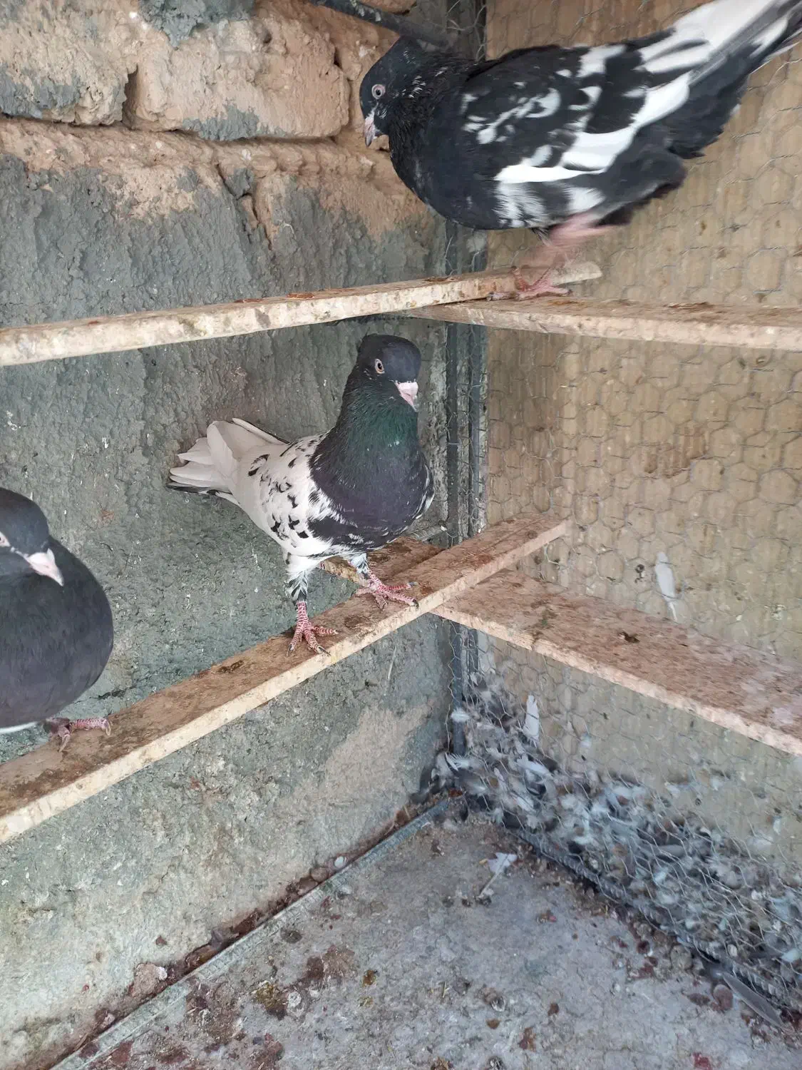 کله سیاه|پرنده|داراب, |دیوار