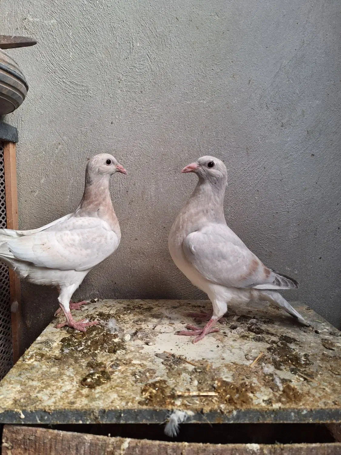 دوبر سرور|پرنده|اردبیل, |دیوار