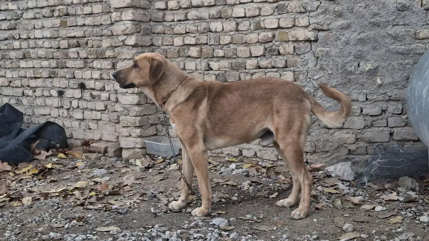 سگ سگ|سگ|اصفهان, بوستان کوهستانی صفه|دیوار