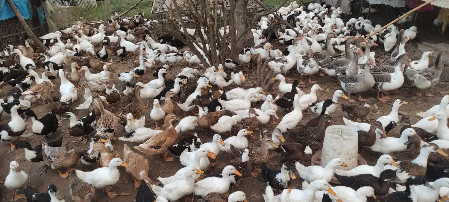 فروش اردک|حیوانات مزرعه|آستانه اشرفیه, |دیوار