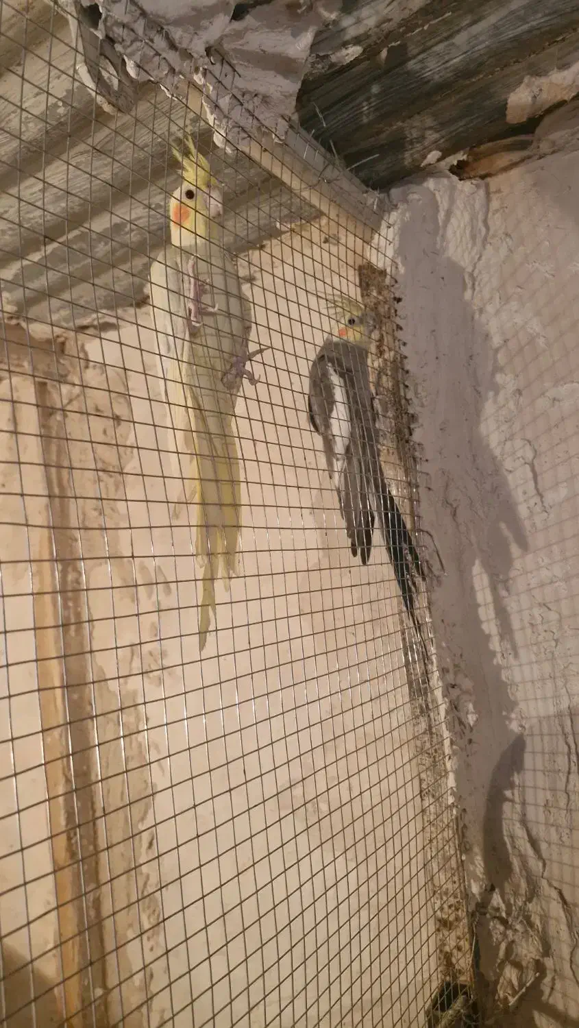 عروس هلندی|پرنده|زاهدان, |دیوار