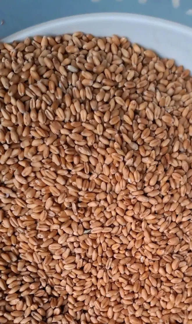 گندم|خدمات باغبانی و درختکاری|امیدیه, |دیوار