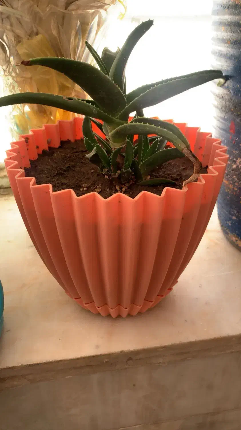 ۴ عدد گلدون نو|گل و گیاه طبیعی|تربت‌حیدریه, حسنی بالا|دیوار