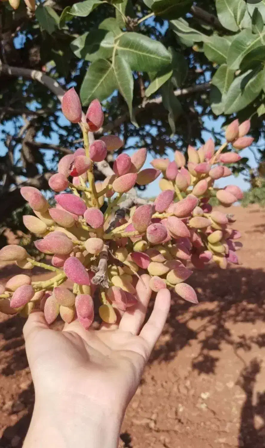 صنوبر اصل|خدمات باغبانی و درختکاری|کاشان, عربها|دیوار