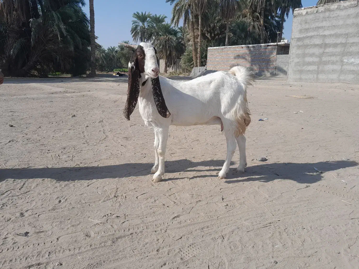 گوسفند ماده مالداری مری|حیوانات مزرعه|ایرانشهر, |دیوار