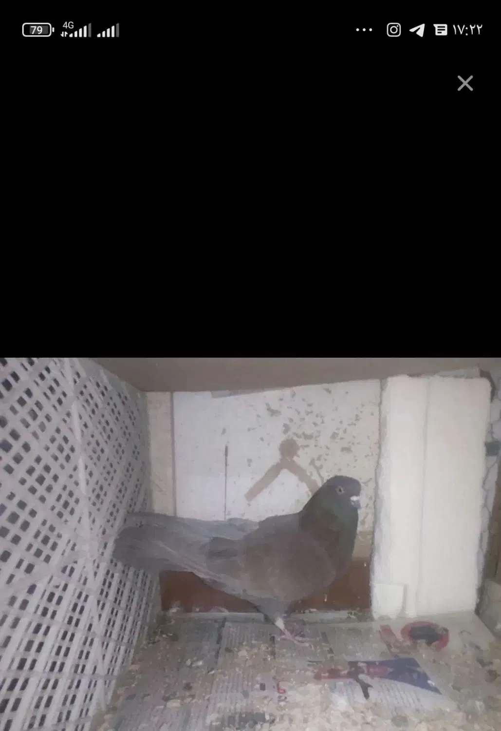 کبوتر پرشی|پرنده|فولادشهر, B5|دیوار