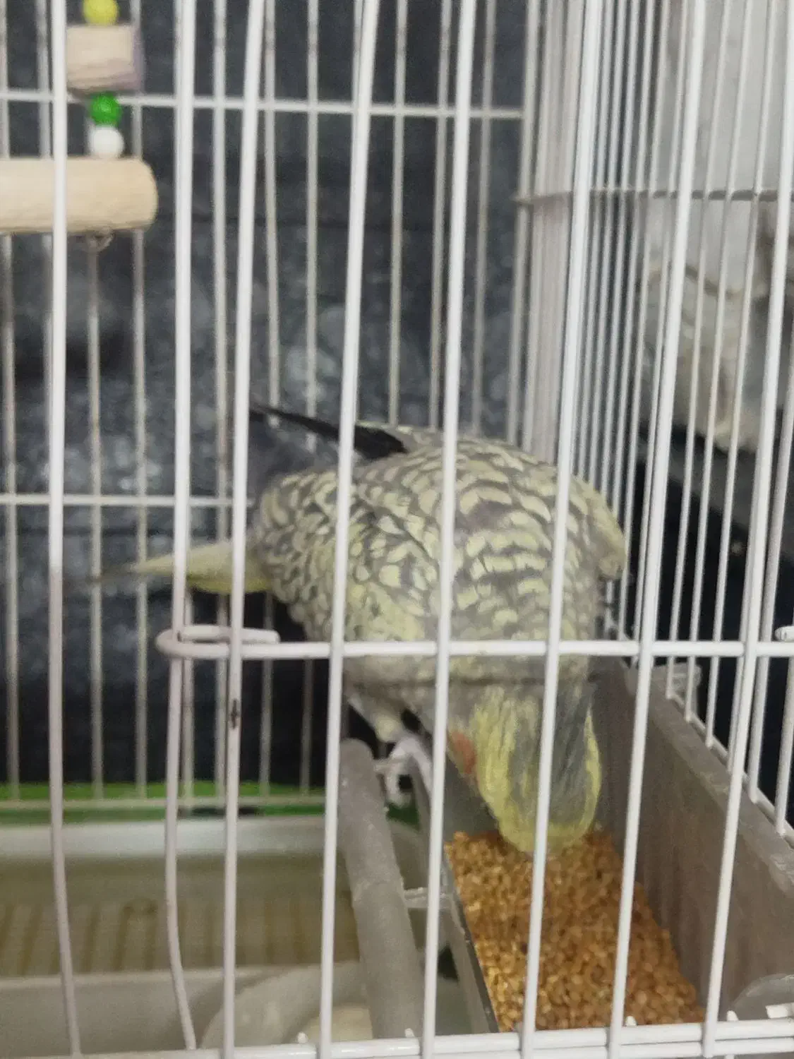 عروس هلندی دستی|پرنده|شیراز, فرودگاه شهید دستغیب شیراز|دیوار