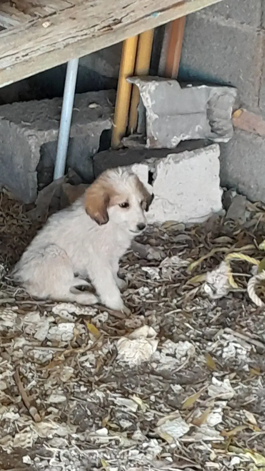 سگ پاکوتاه سرابی|سگ|تبریز, |دیوار