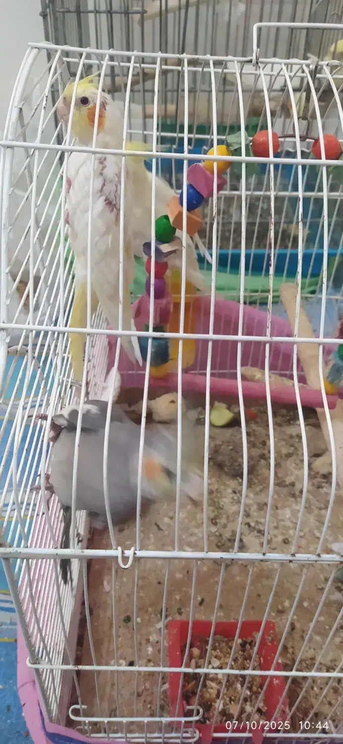 جوجه عروس هلندی|پرنده|تهران, وحیدیه|دیوار