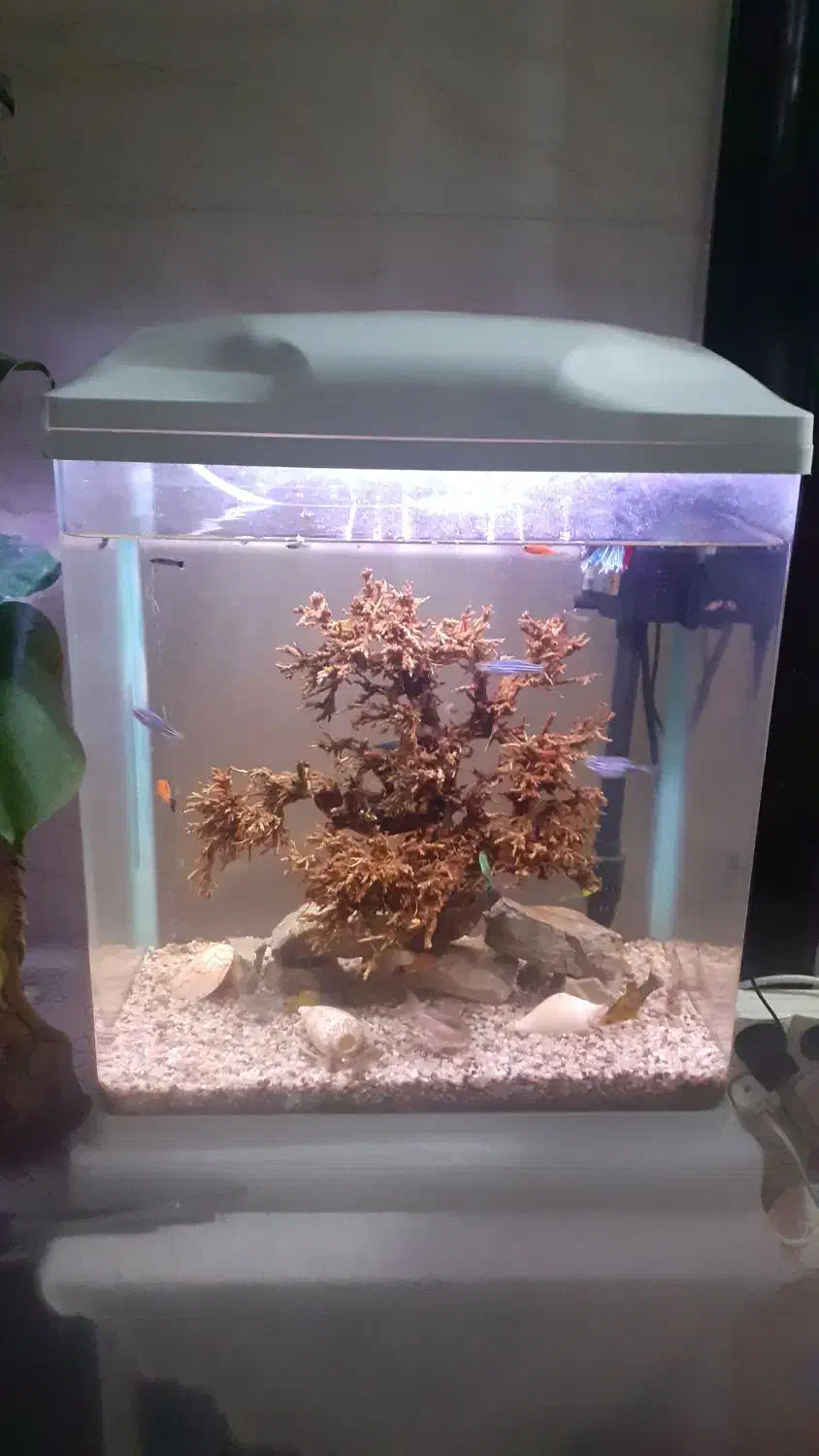 اکواریوم شیشه خم شرکتی اکوا|ماهی|کهریزک, |دیوار