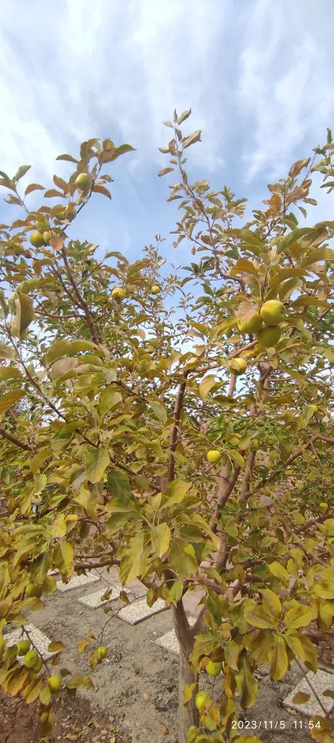 باغ منزل فروشی در باغستان علیا|فروش خانه و ویلا|اسلامیه, |دیوار