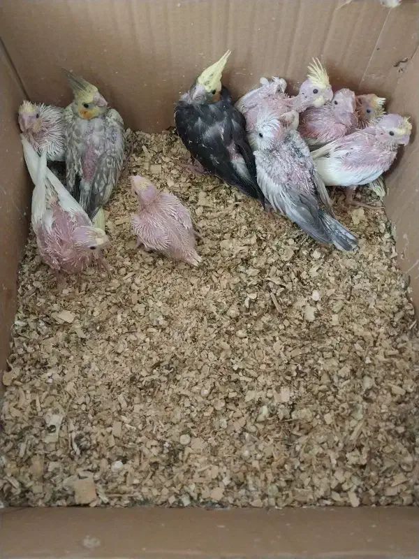 جوجه عروس|پرنده|نوبندگان, |دیوار