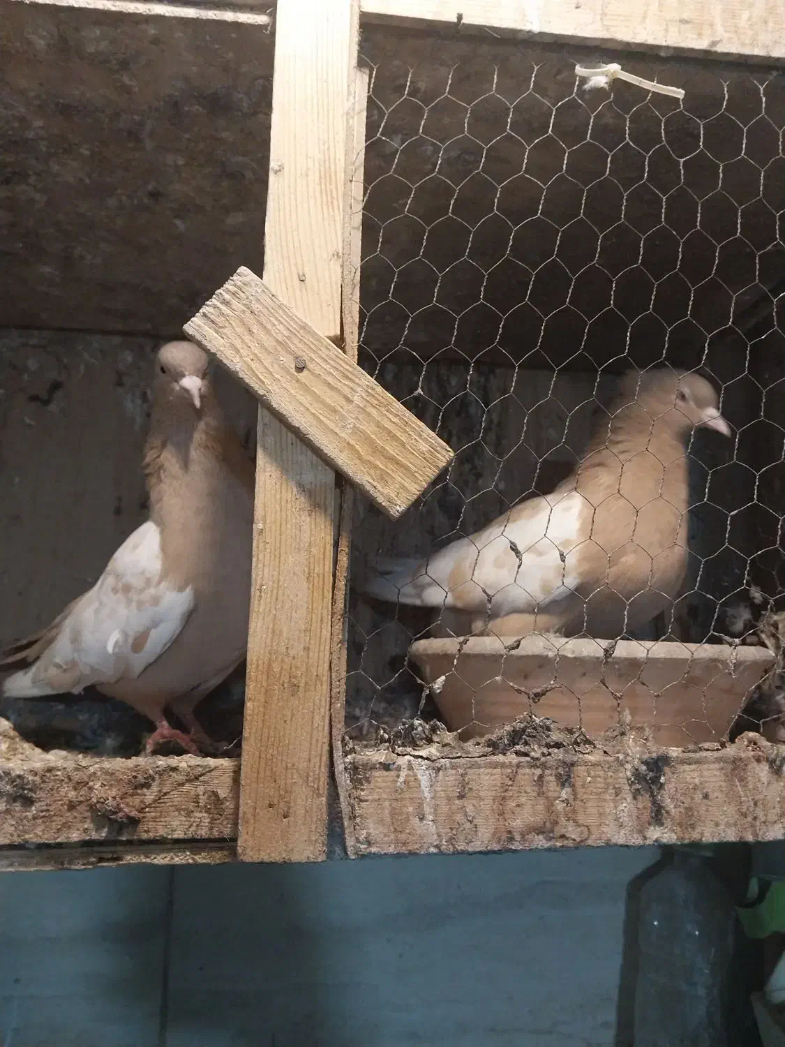 نداشتن وقت رسیدگی کم بود جا|پرنده|کرج, حسن آباد|دیوار