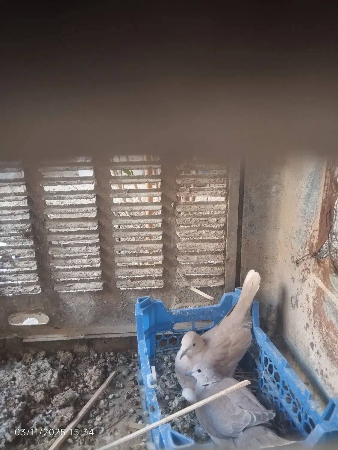 کپوت|پرنده|سراوان, |دیوار