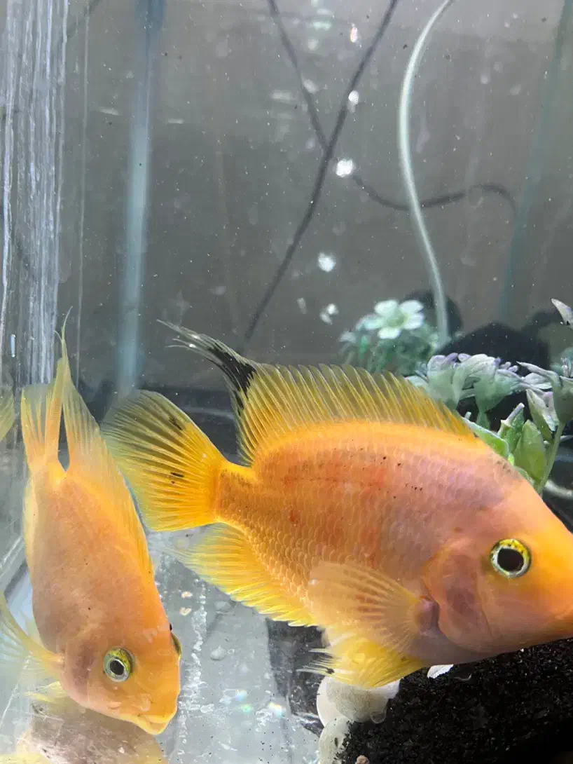 ماهی طوطی آگواریومی|ماهی|یزد, |دیوار