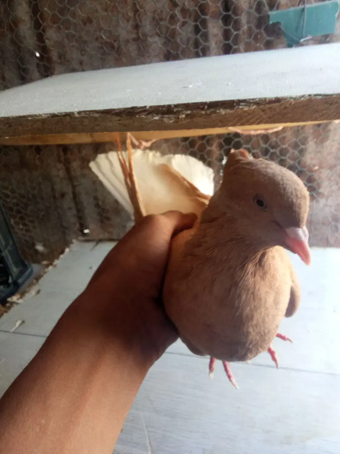 کبوتر|پرنده|لالی, |دیوار