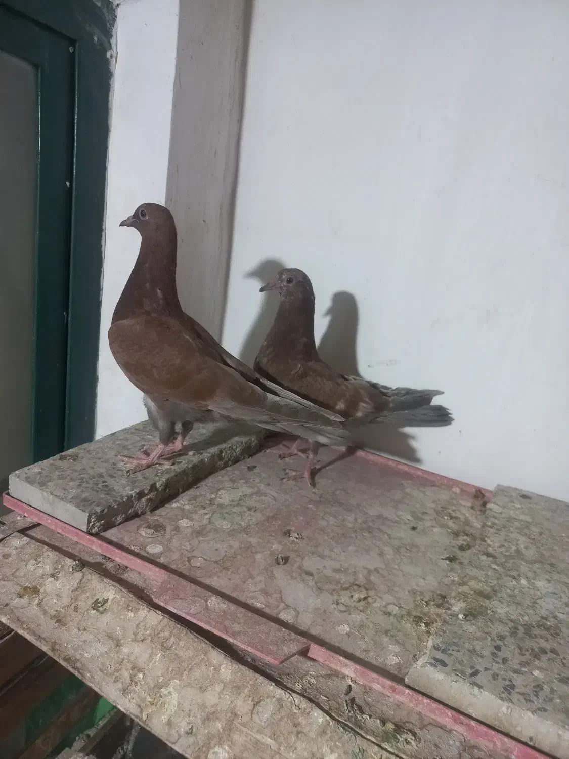 یک جفت مفلق و یک جفت نر و ماده|پرنده|نجفآباد, شیخ آباد|دیوار