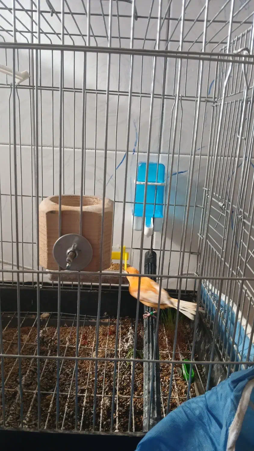 قناری سرخ نر|پرنده|مشهد, هدایت|دیوار