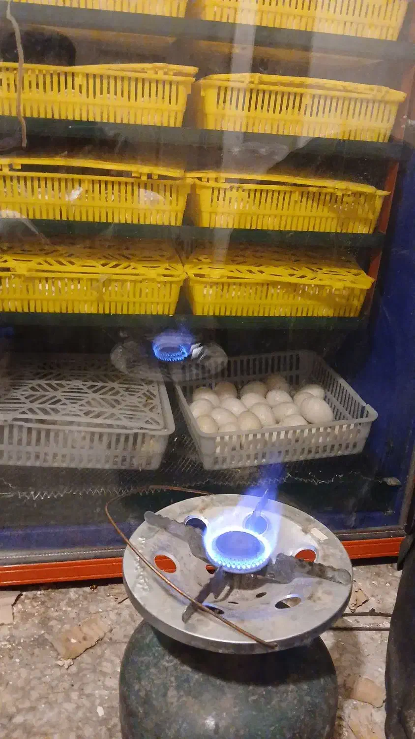 دستگاه جوجه کشی|لوازم جانبی حیوانات|قم, وادی السلام|دیوار