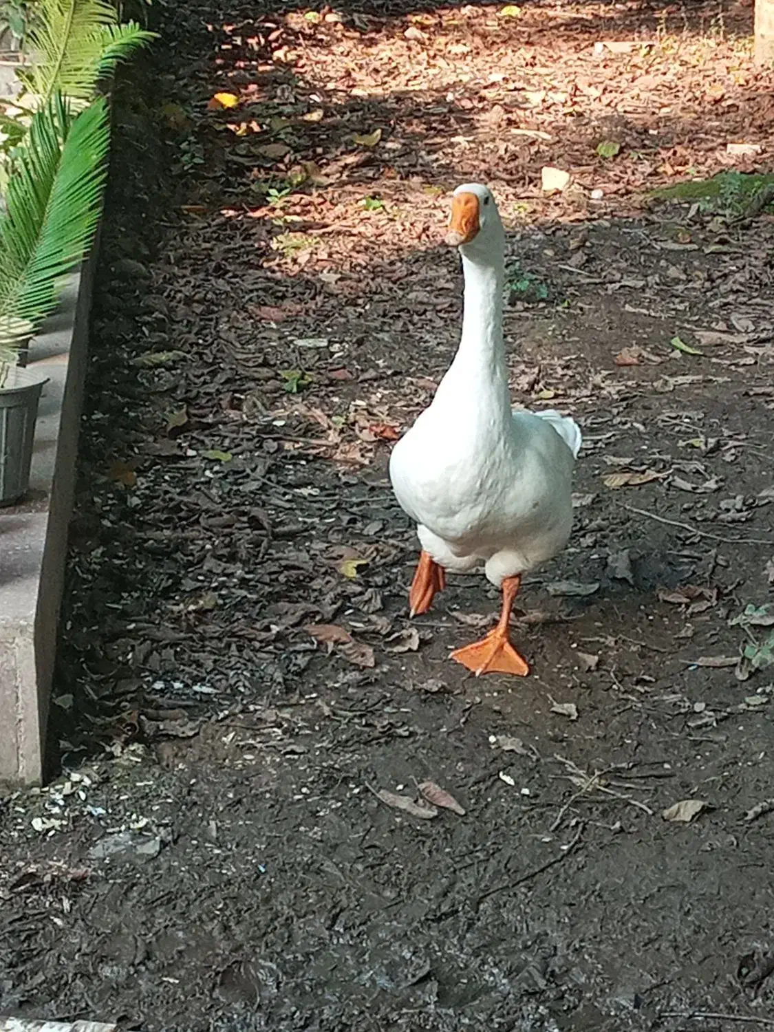 قوغازمیکس|حیوانات مزرعه|رشت, فرودگاه سردار جنگل رشت|دیوار