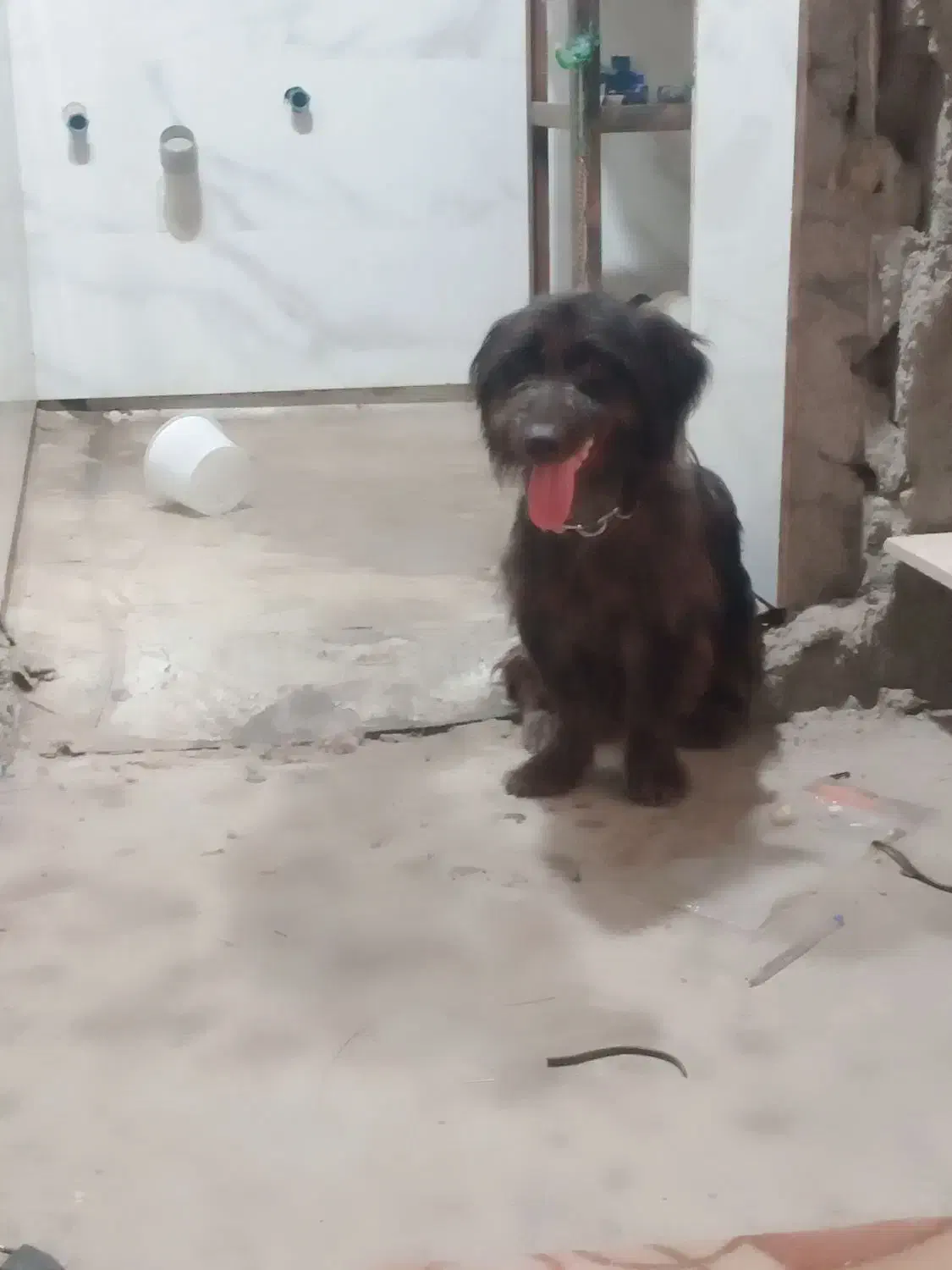 نجات ژرمن|سگ|قشم, |دیوار