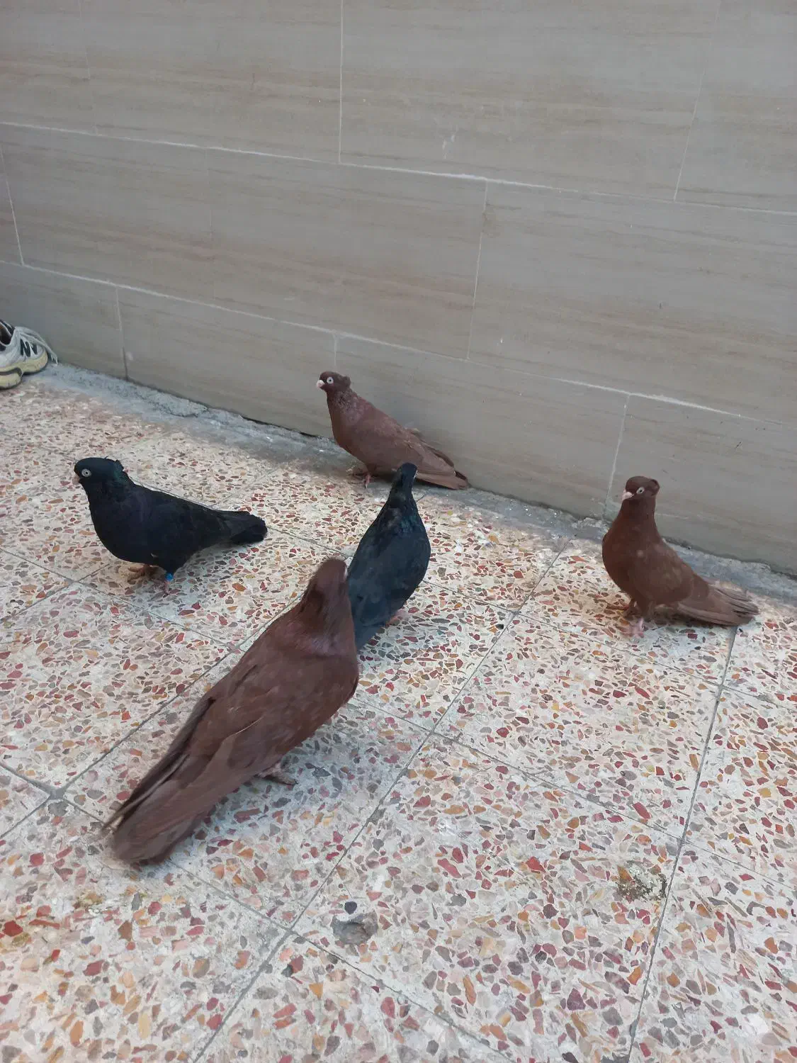 کبوتر صرب|پرنده|اهواز, کوی رمضان|دیوار