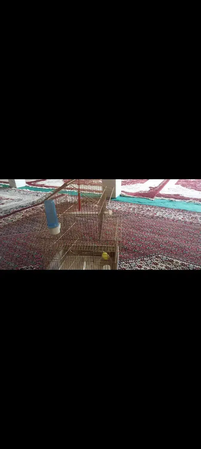 قفس پرنده|حراج|اردبیل, |دیوار