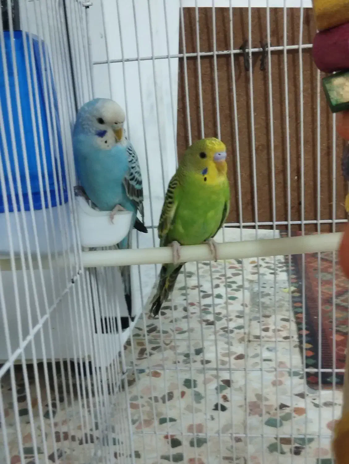 مرغ عشق|پرنده|کوهدشت, |دیوار