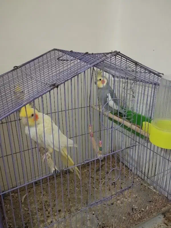 پرنده|پرنده|ایذه, |دیوار