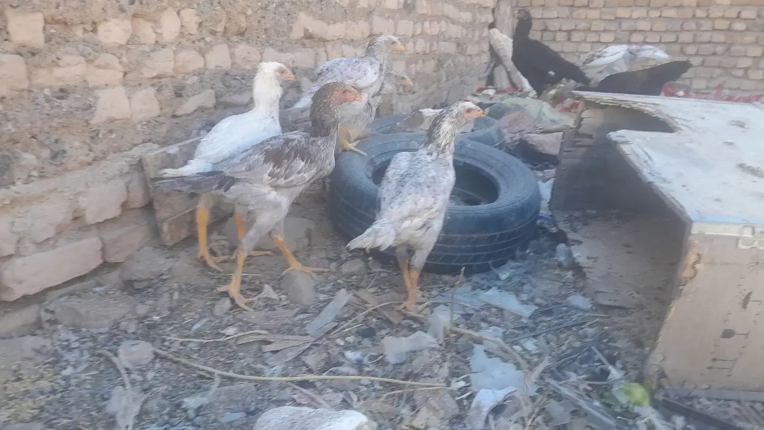 جوجه لاری|حیوانات مزرعه|تربتحیدریه, حسنی بالا|دیوار