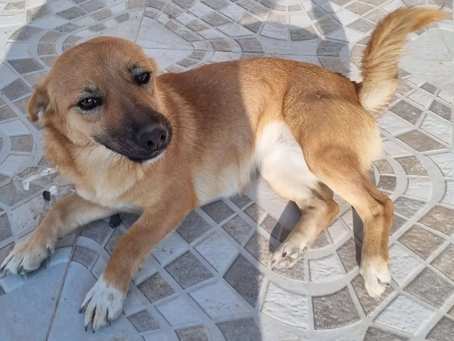 واگذاری سگ نژاددار|سگ|تبریز, |دیوار