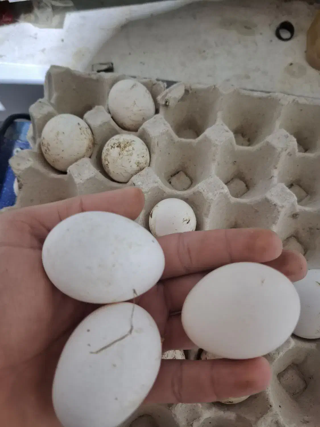 تخممرغ گلین لری جوجه کشی|حیوانات مزرعه|بهشهر, |دیوار