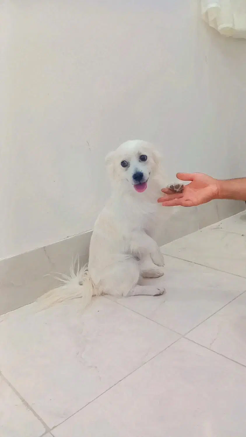 پامر روباهی|سگ|بردسکن, |دیوار