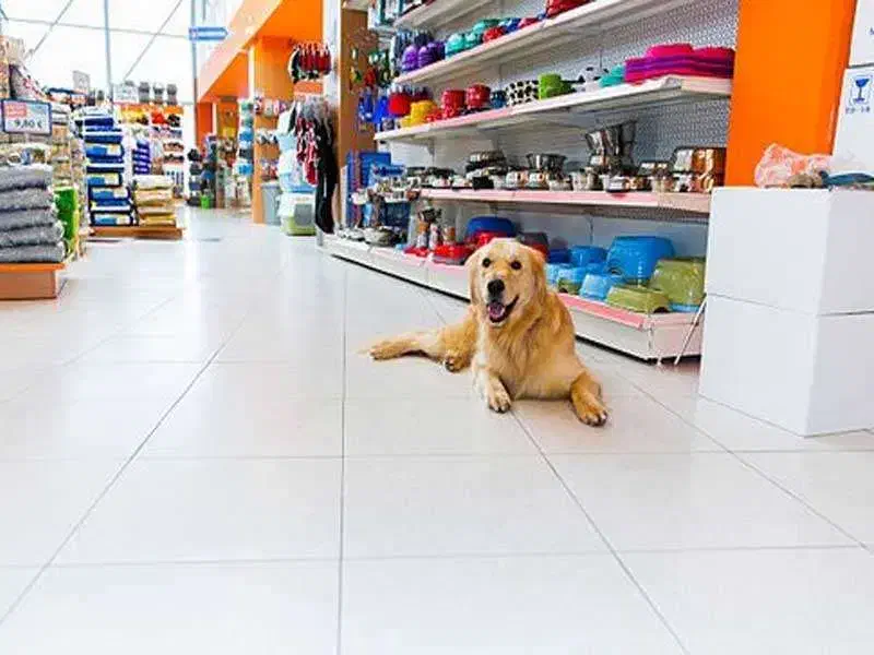 همکار آقا فروشگاه آنلاین (پت شاپ) منطقه یوسف آباد|استخدام خدمات فروشگاه و رستوران|تهران, یوسفآباد|دیوار